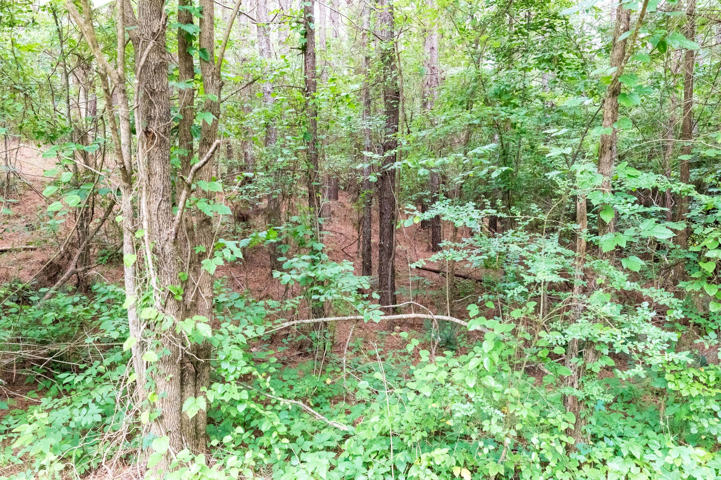Whiskey Ridge Tract 38 photo 8