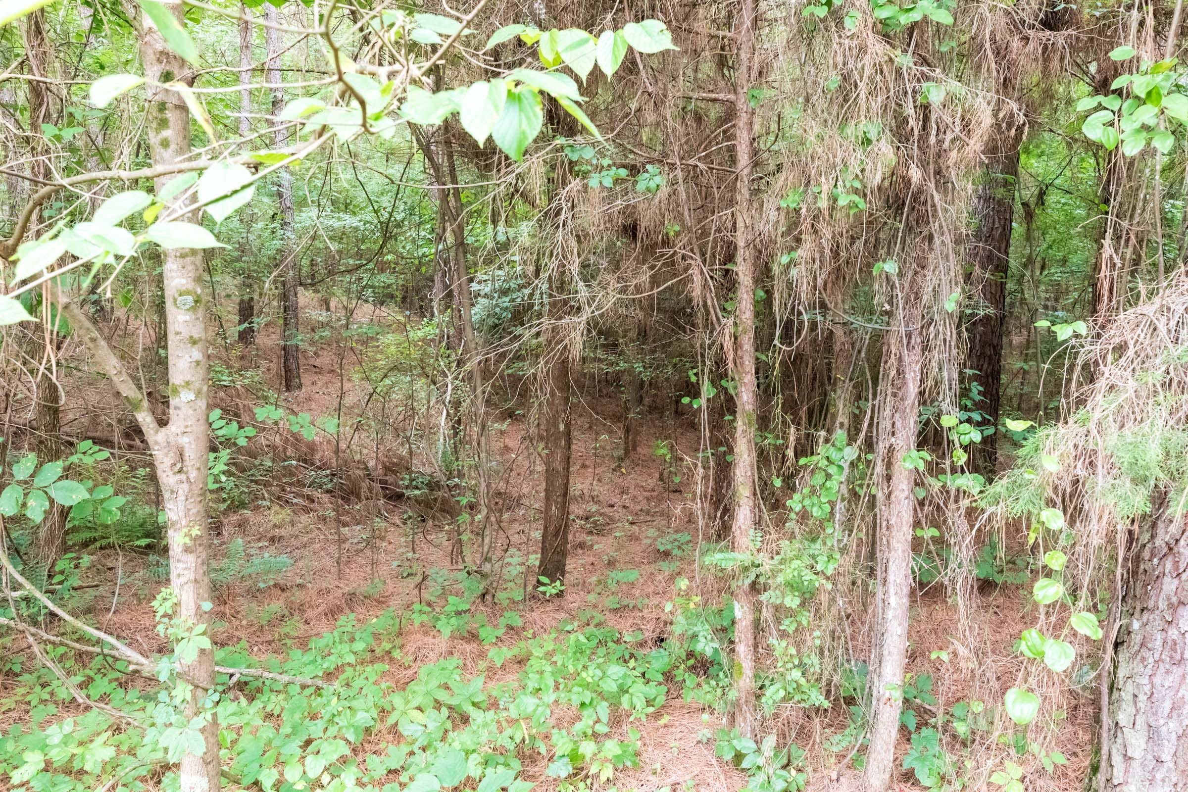 Whiskey Ridge Tract 38 photo 9