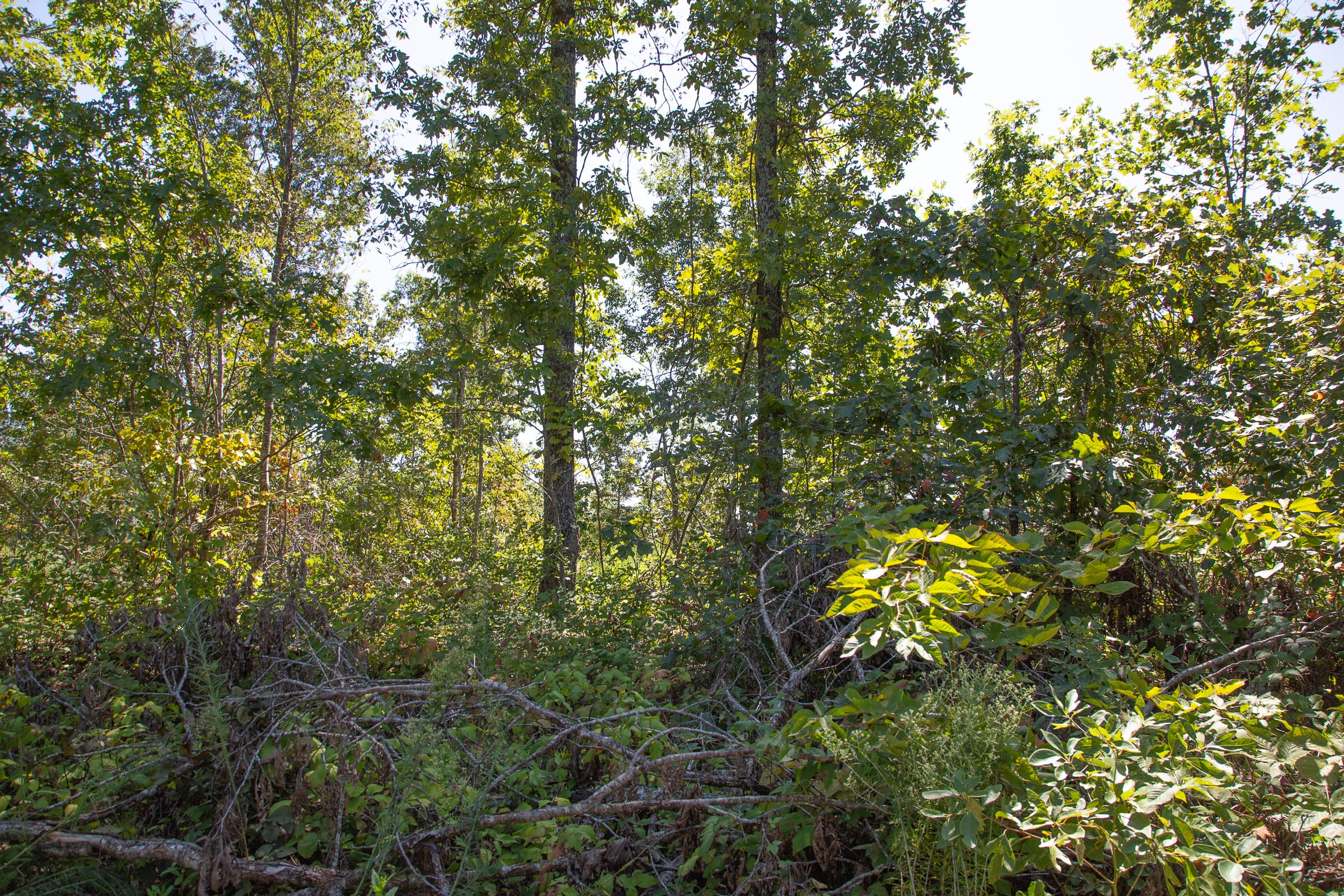 Borgmann’s Hollow Phase III Tract 75 photo 1