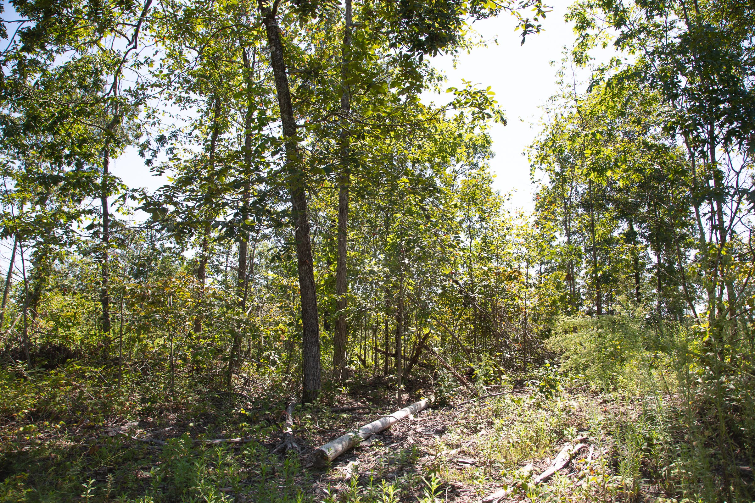 Borgmann’s Hollow Phase III Tract 75 photo 2