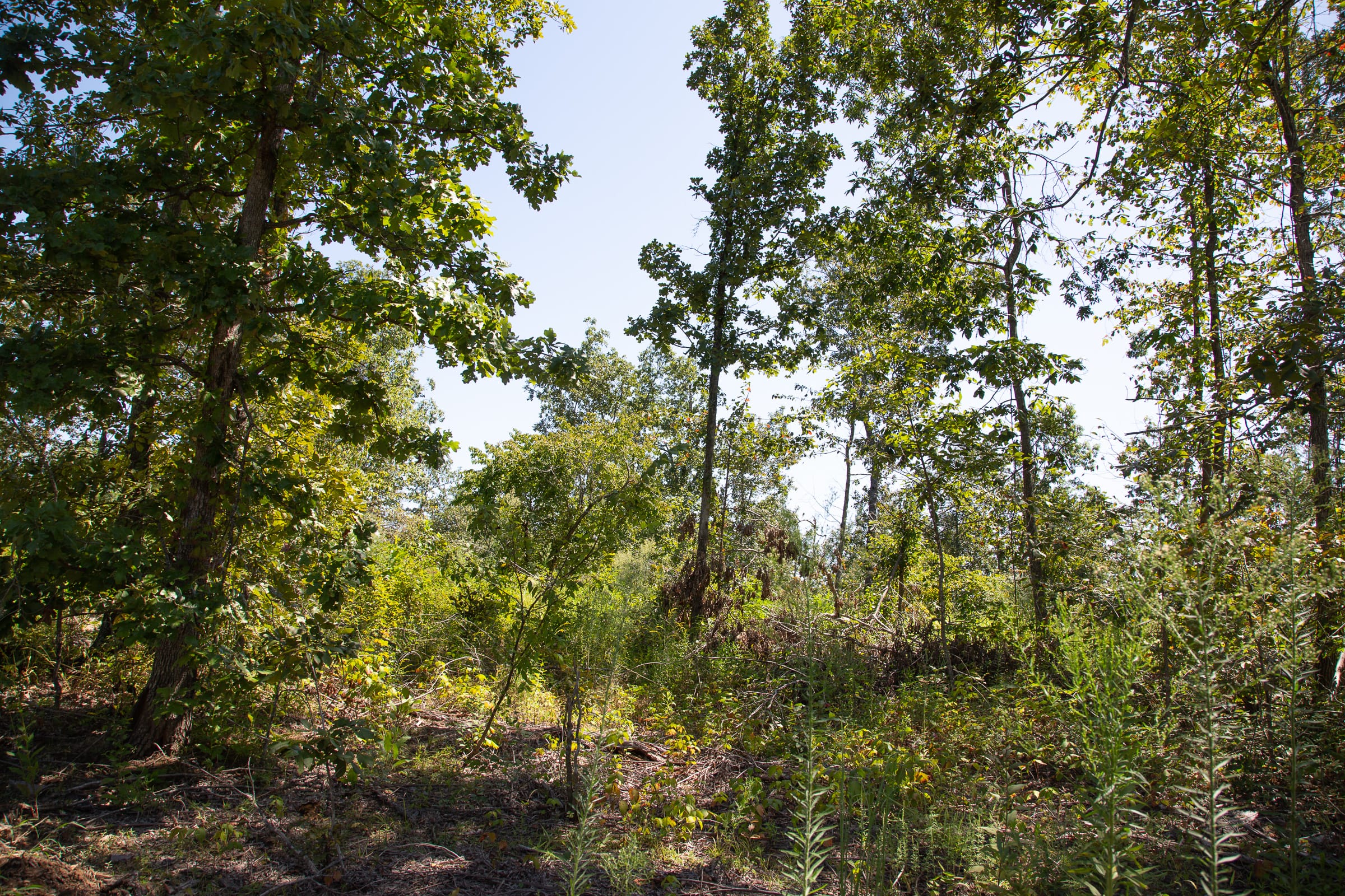 Borgmann’s Hollow Phase III Tract 75 photo 3