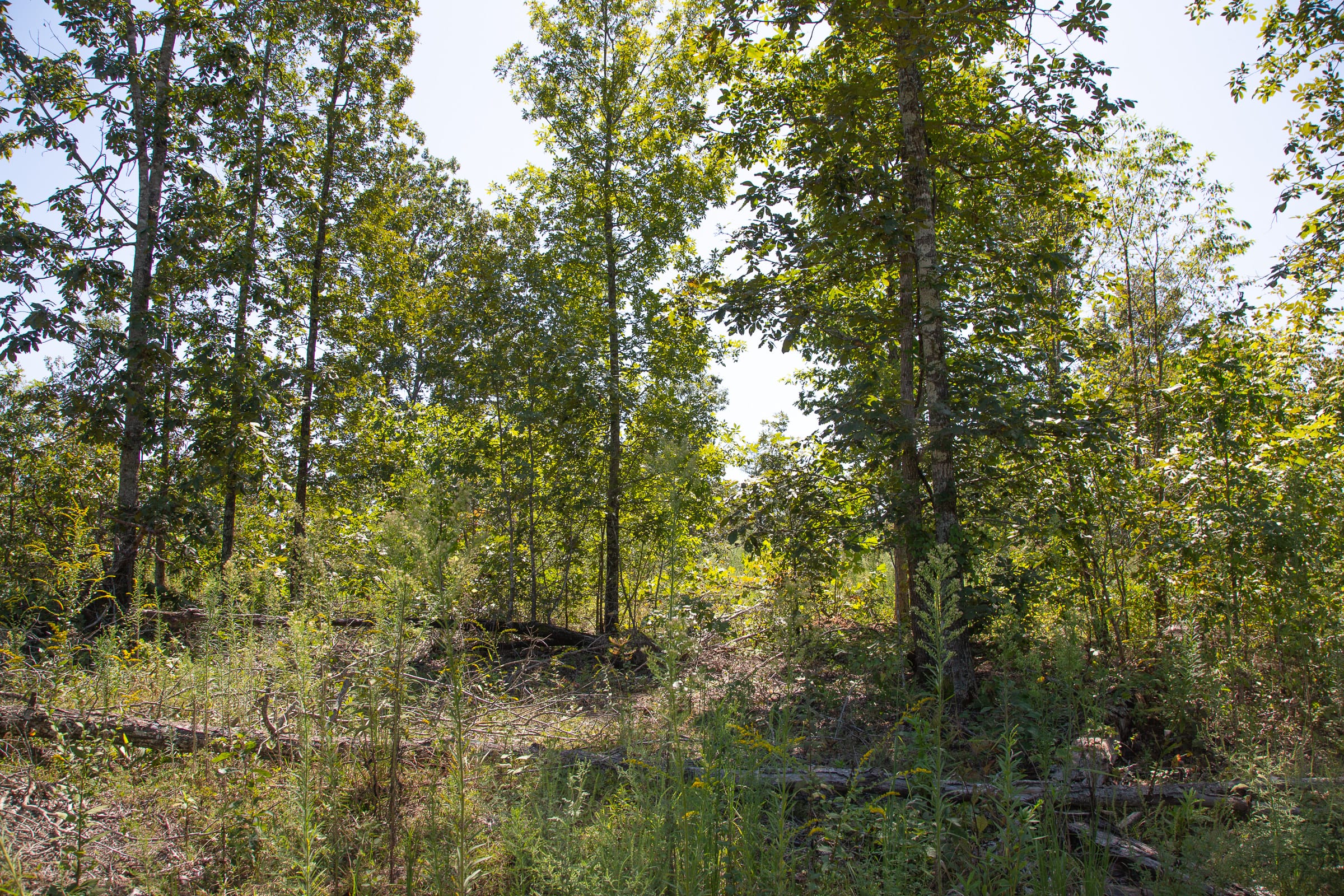 Borgmann’s Hollow Phase III Tract 75 photo 4