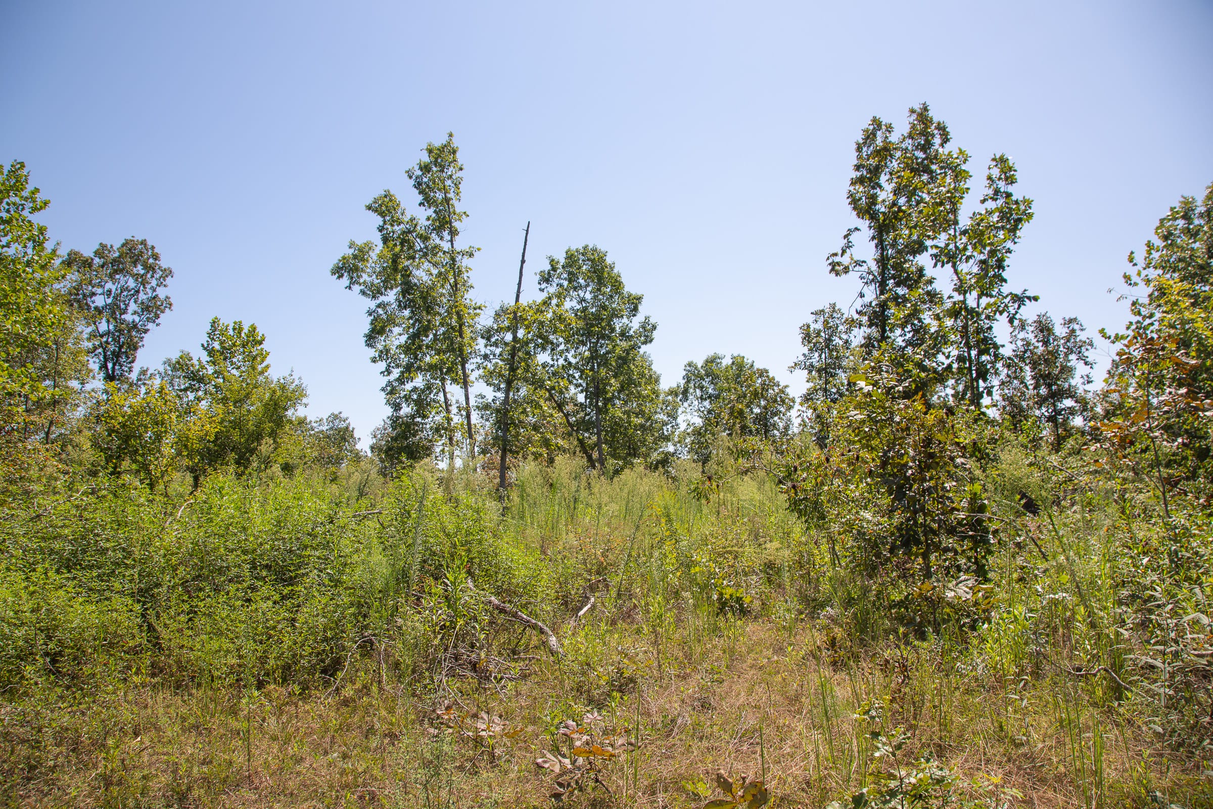 Borgmann’s Hollow Phase III Tract 75 photo 7