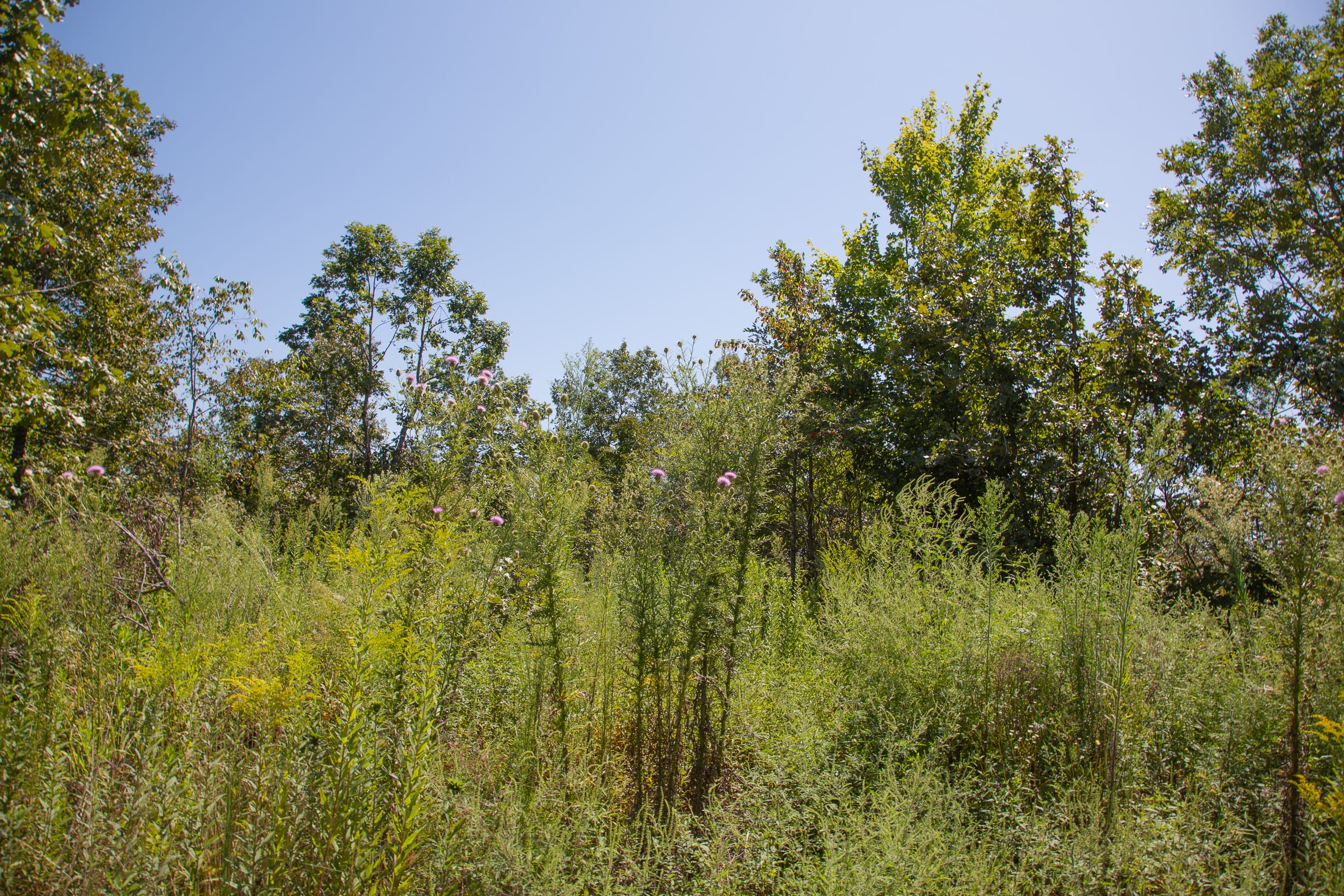 Borgmann’s Hollow Phase III Tract 75 photo 8
