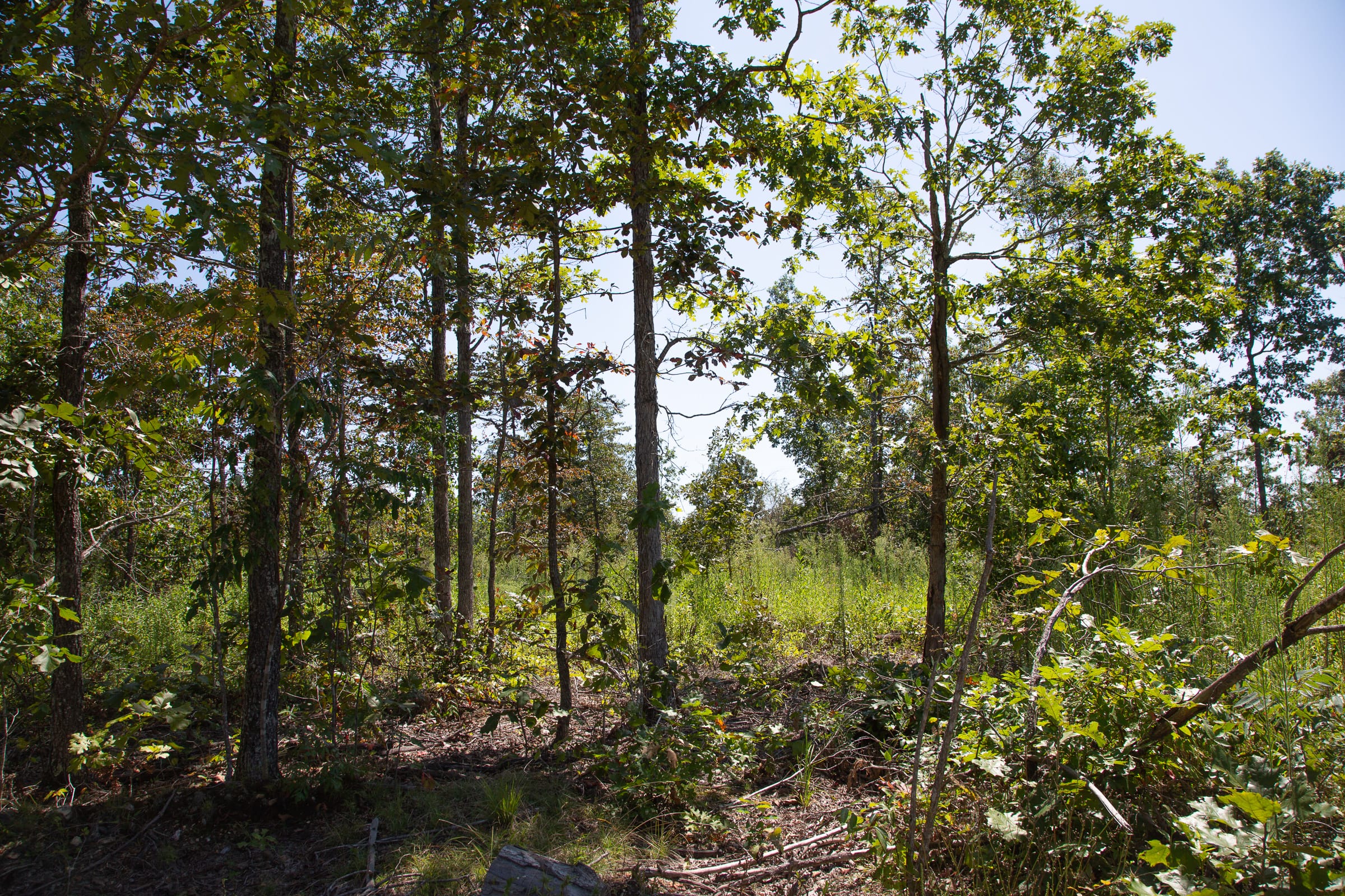 Borgmann’s Hollow Phase III Tract 75 photo 9