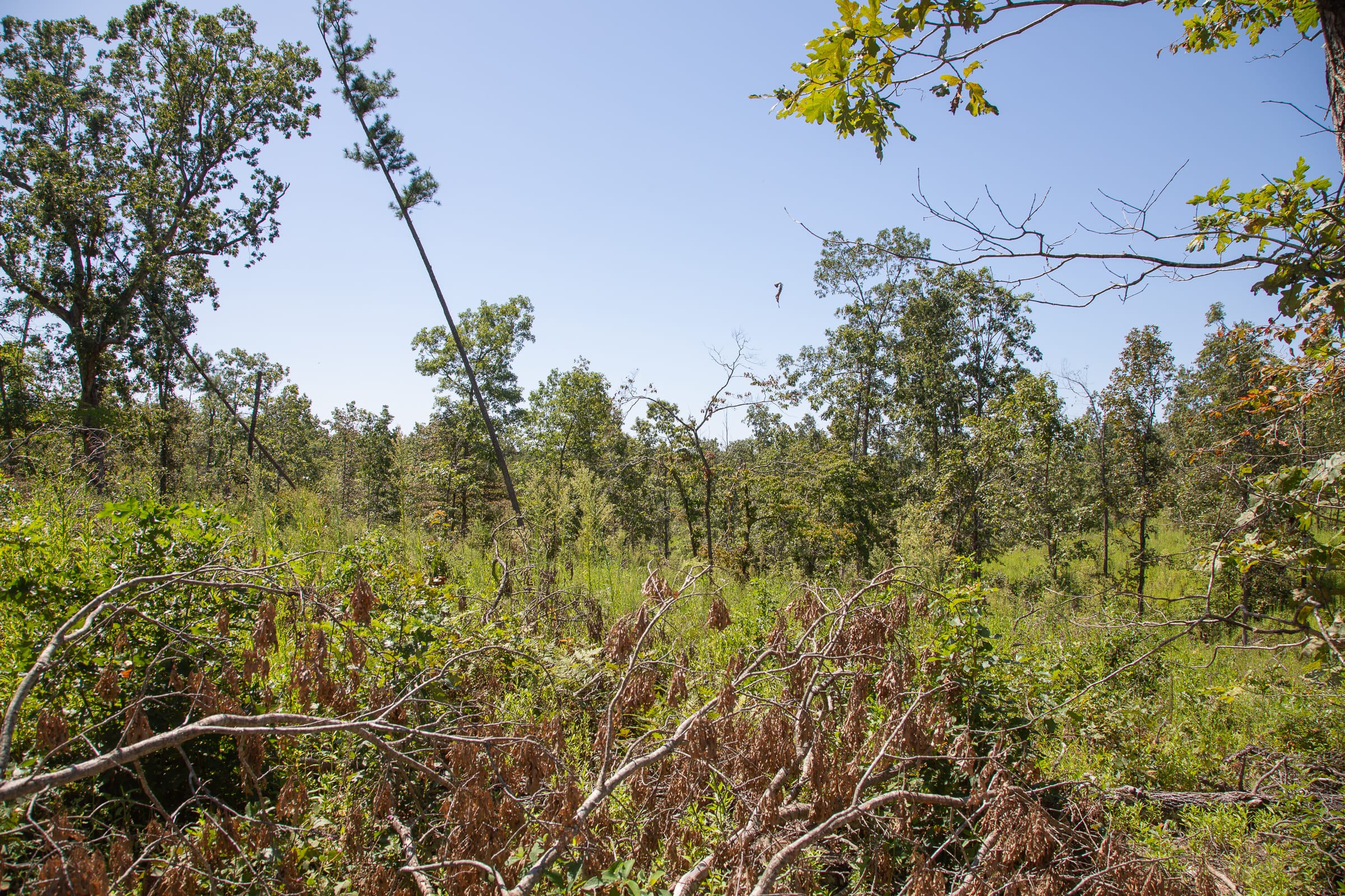 Borgmann’s Hollow Phase III Tract 75 photo 11
