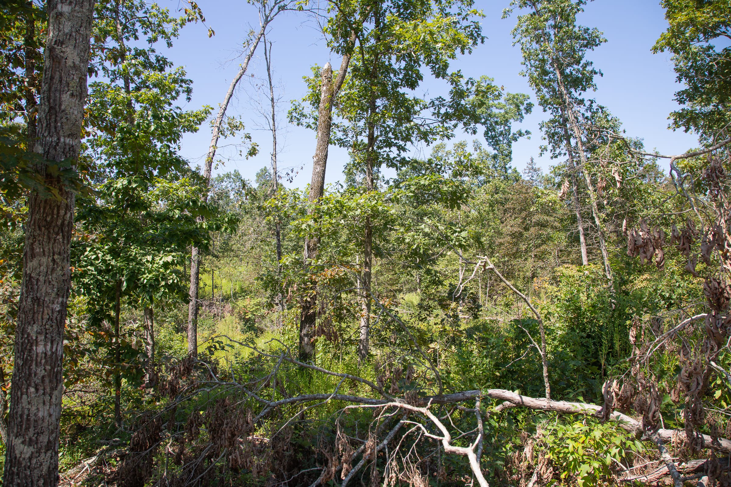 Borgmann’s Hollow Phase III Tract 75 photo 12