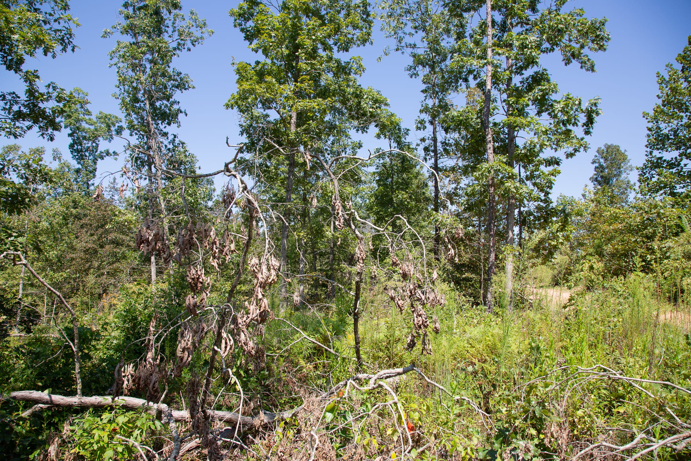 Borgmann’s Hollow Phase III Tract 75 photo 13