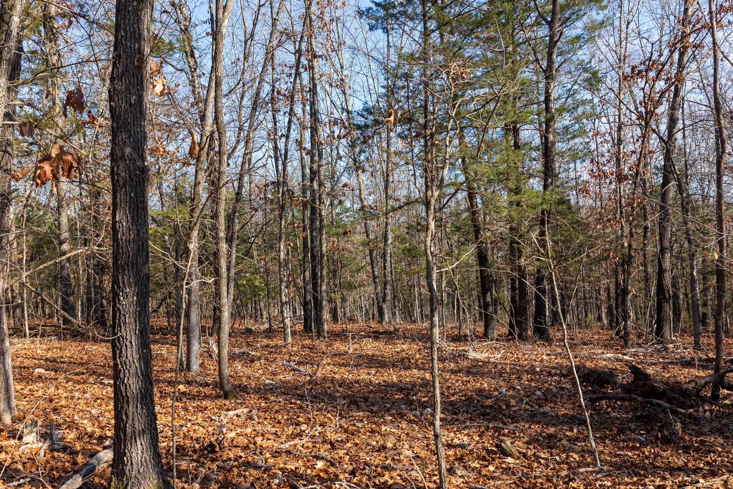 Crossroads Tract 12 photo 5