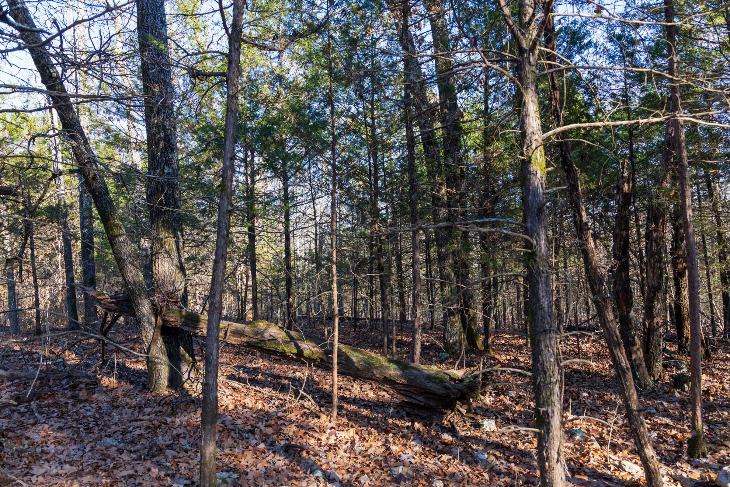 Crossroads Tract 12 photo 7