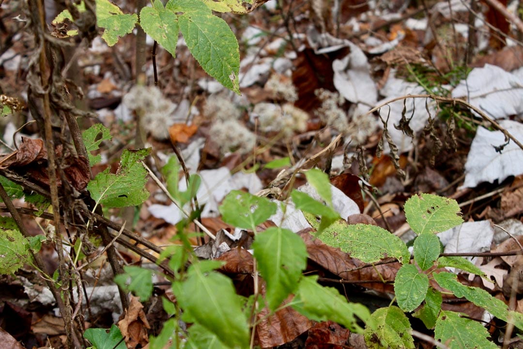 Autumn Ridge Tract 11 photo 5