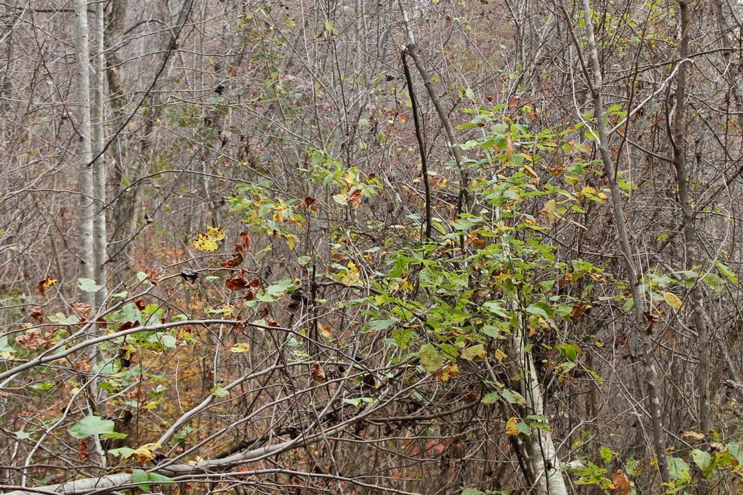 Autumn Ridge Tract 11 photo 6
