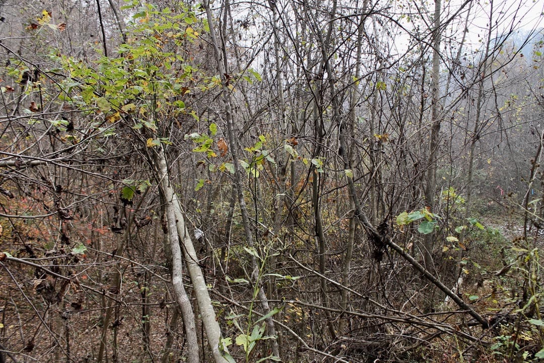 Autumn Ridge Tract 11 photo 7