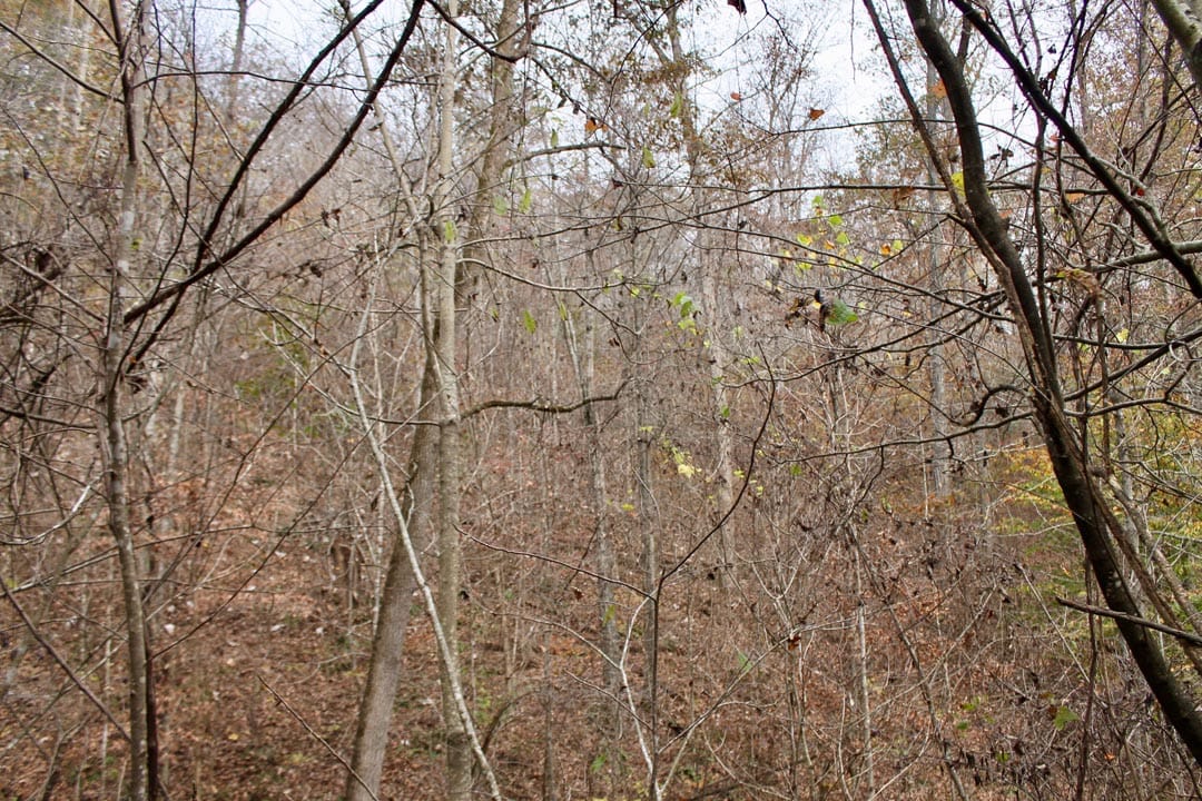 Autumn Ridge Tract 11 photo 13