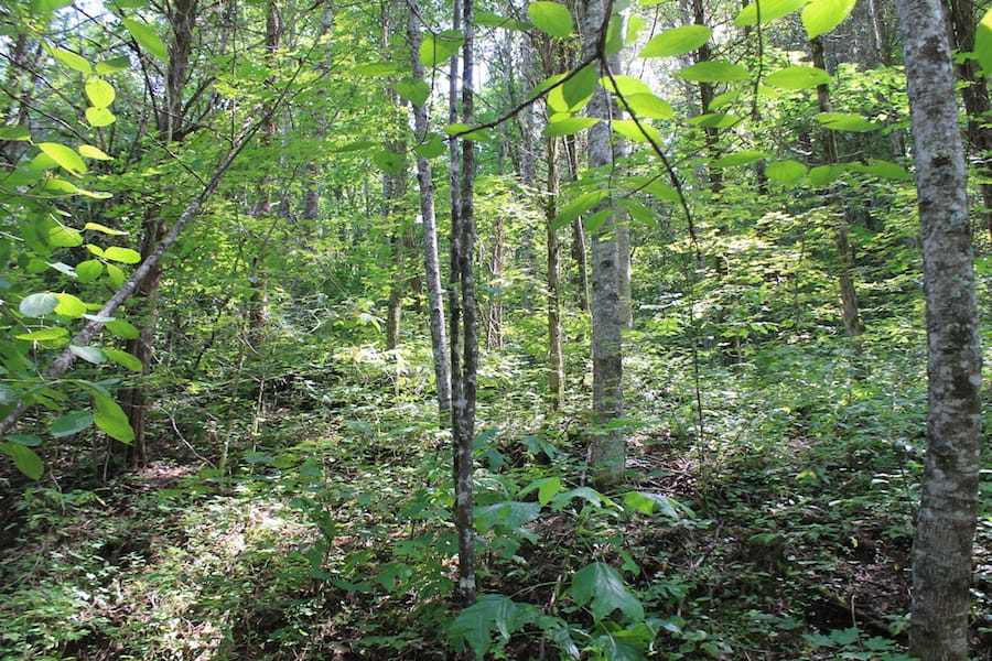 Cumberland Ridge Ranch Tract 7 photo 6