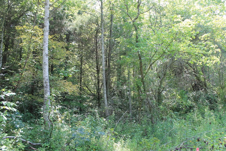 Cumberland Ridge Ranch Tract 7 photo 8