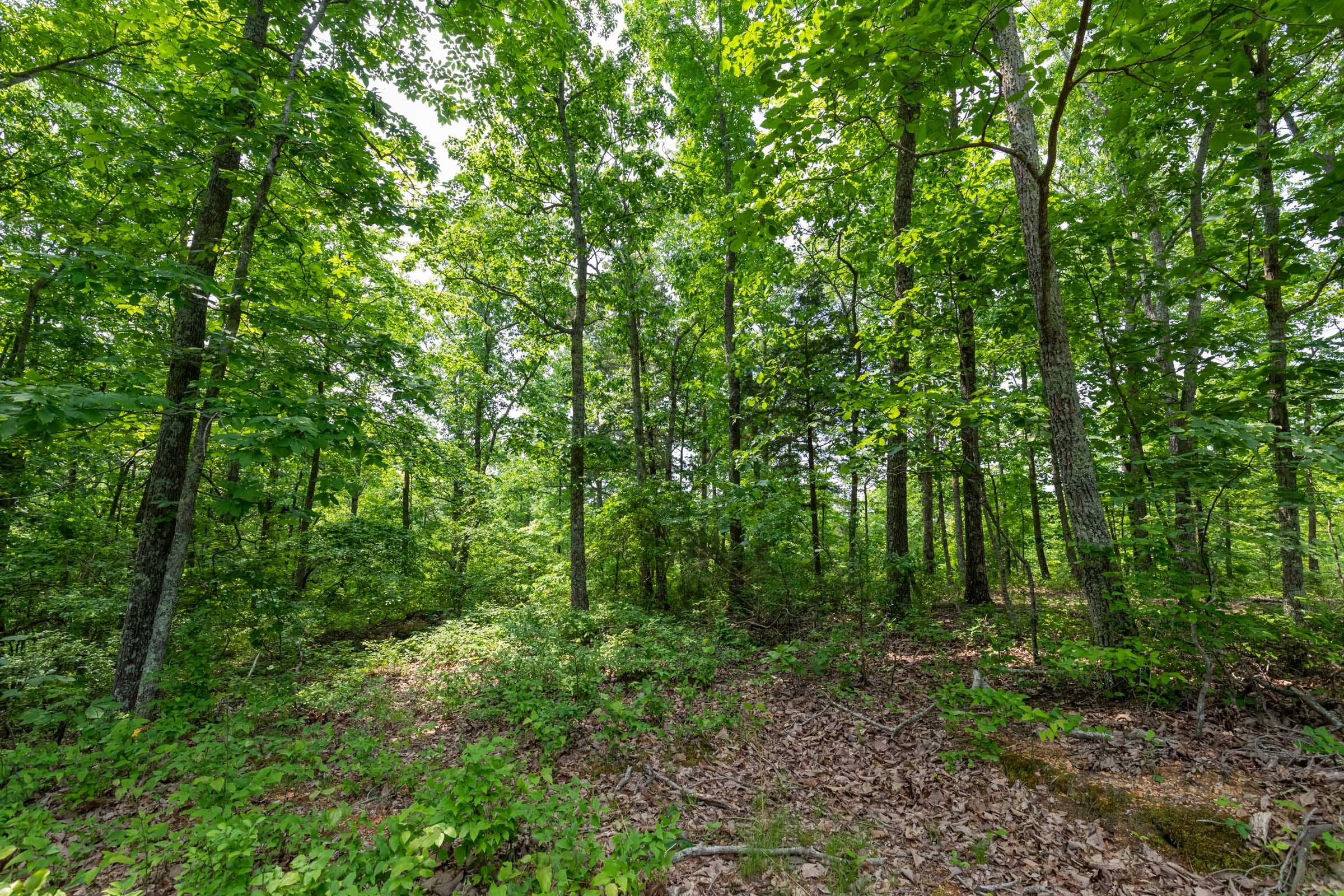 Cedar Creek Tract 7 photo 1