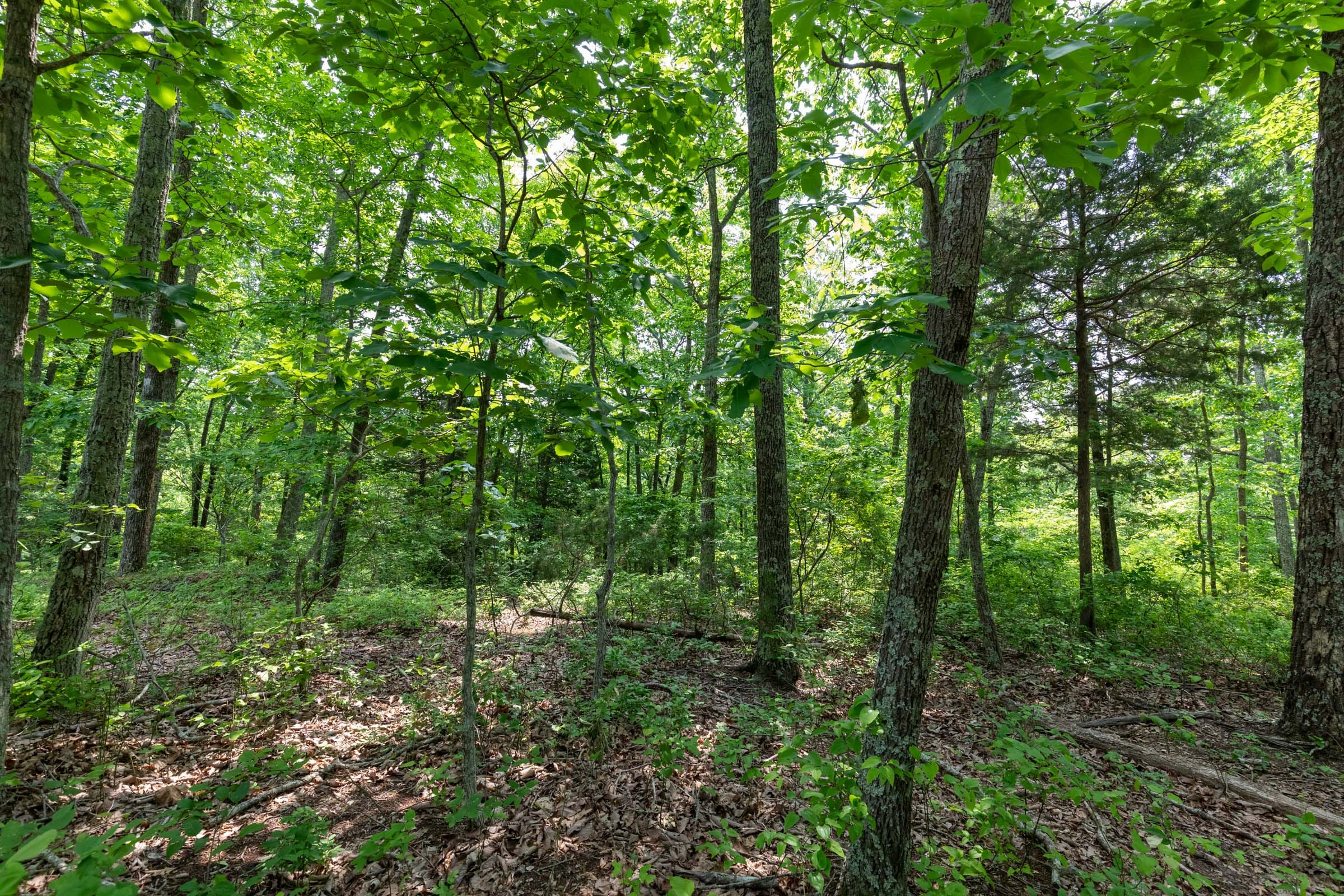 Cedar Creek Tract 7 photo 2
