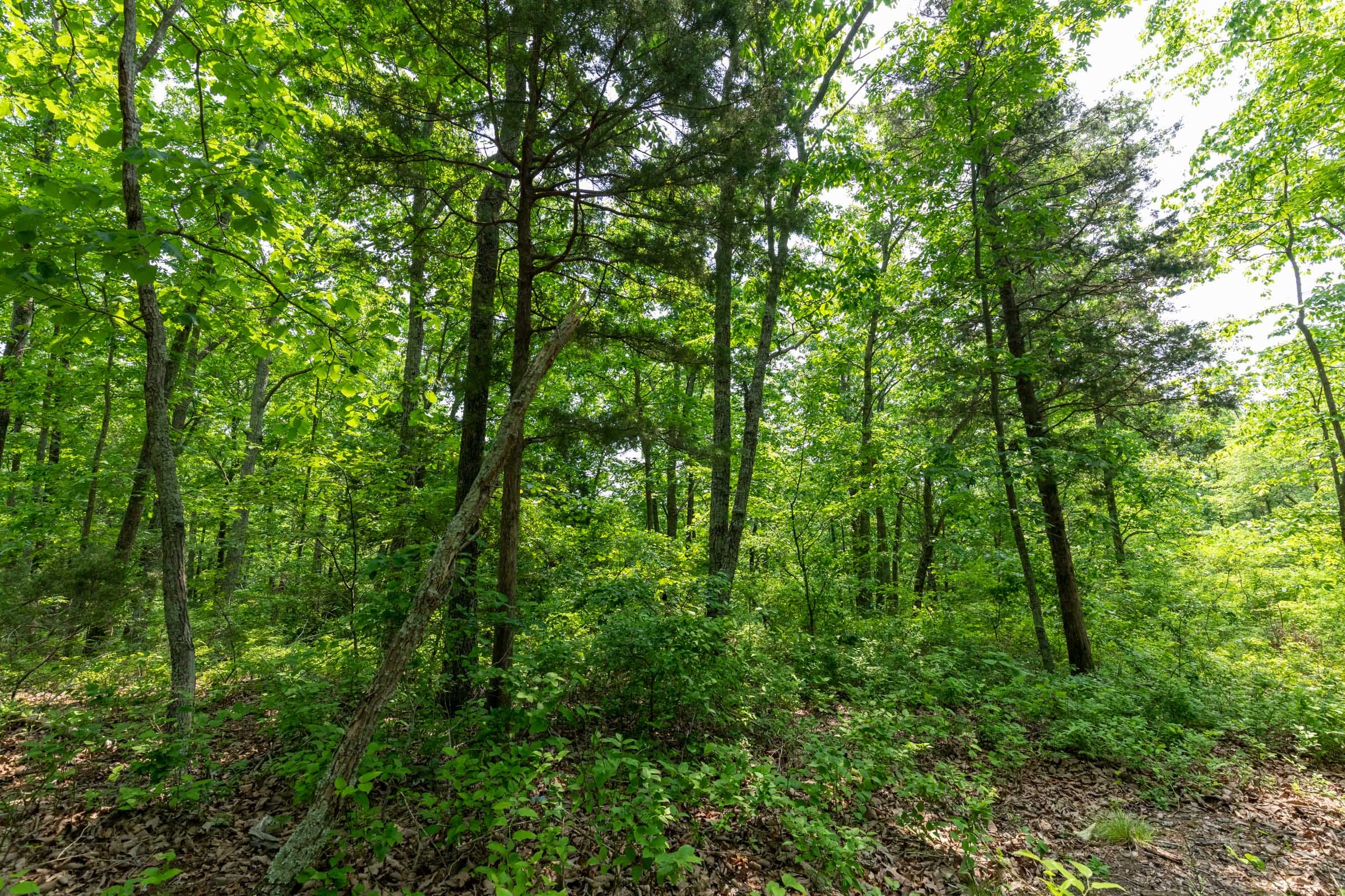 Cedar Creek Tract 7 photo 3