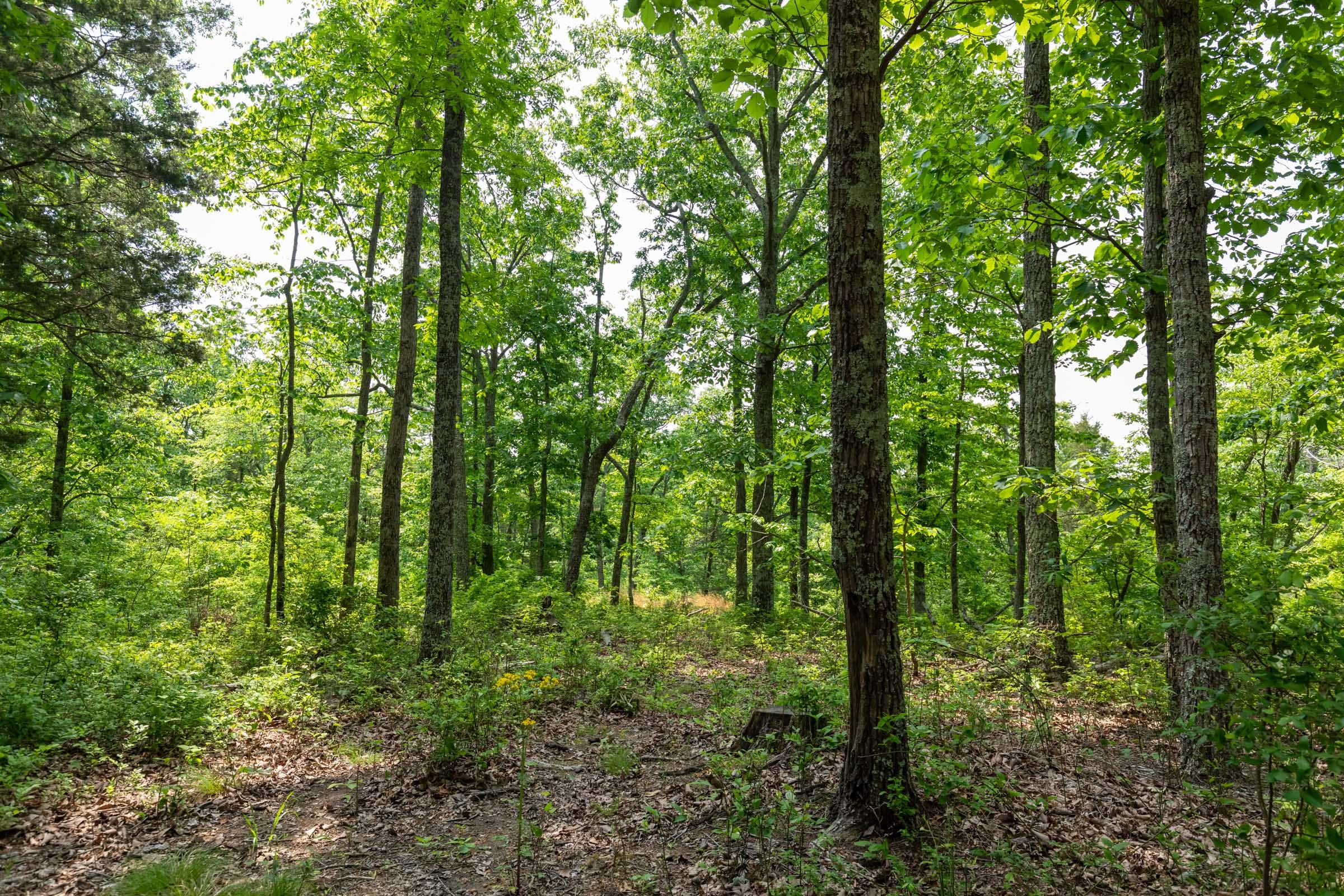 Cedar Creek Tract 7 photo 4