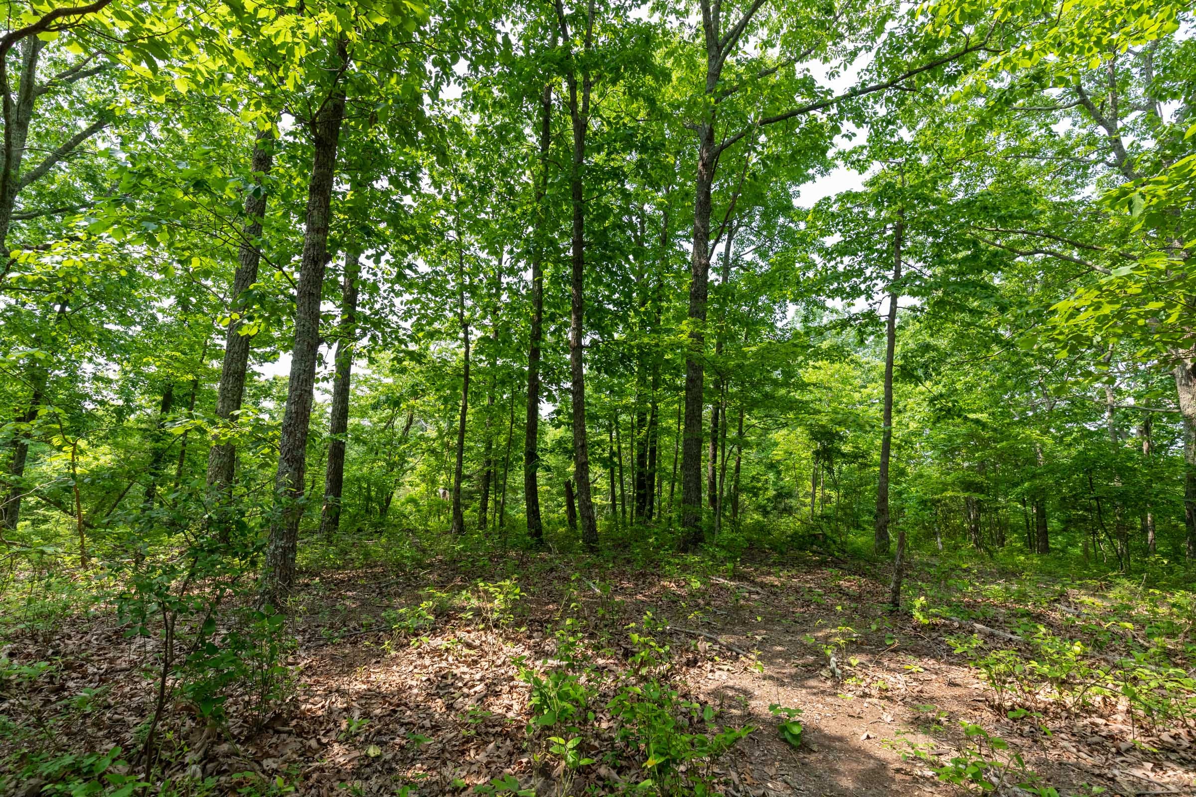 Cedar Creek Tract 7 photo 5