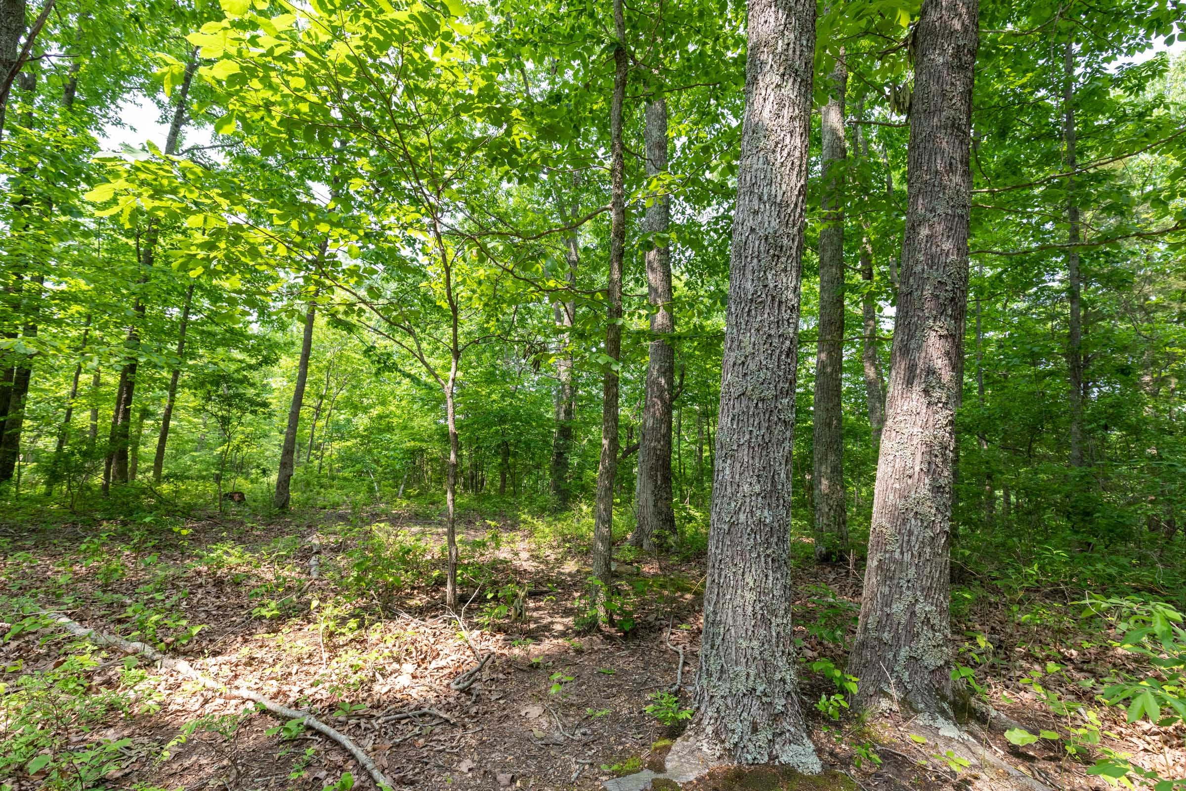 Cedar Creek Tract 7 photo 6