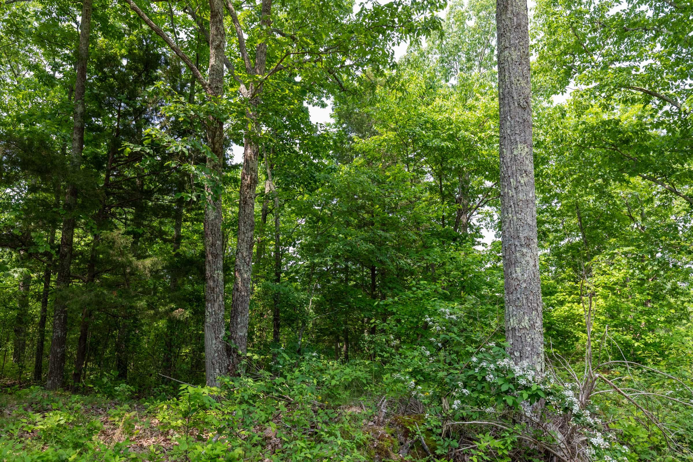 Cedar Creek Tract 7 photo 7