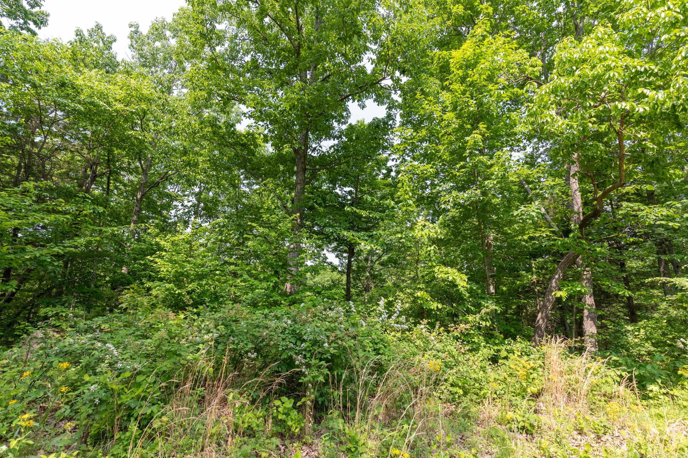 Cedar Creek Tract 7 photo 8