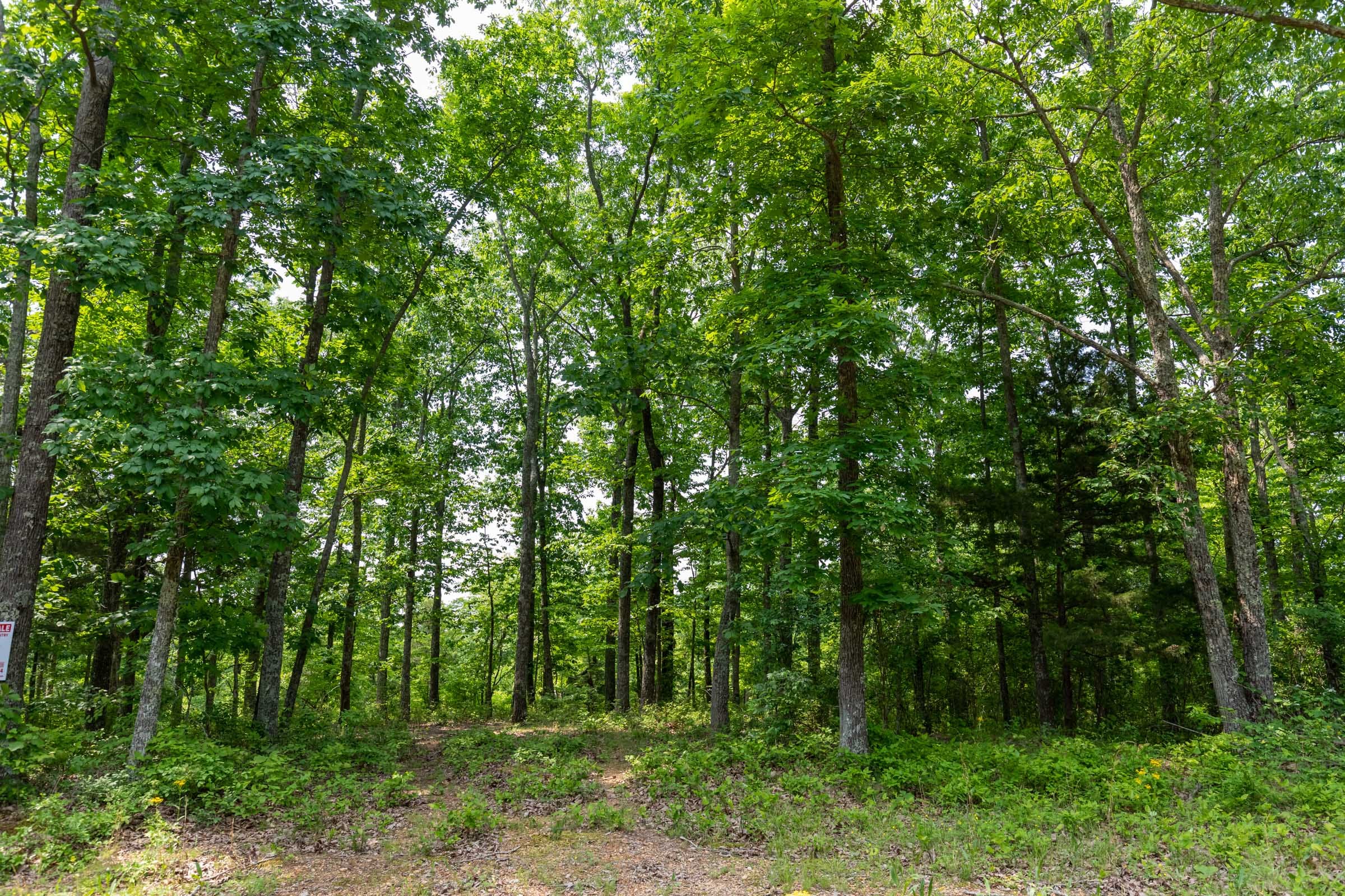 Cedar Creek Tract 7 photo 9