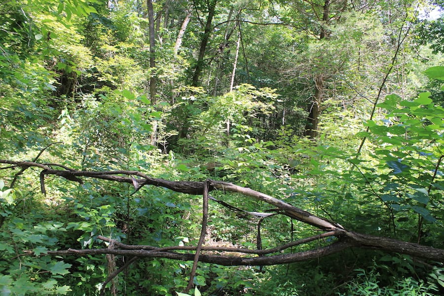 Cumberland Ridge Ranch Tract 12 photo 5