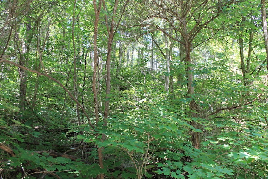 Cumberland Ridge Ranch Tract 12 photo 6