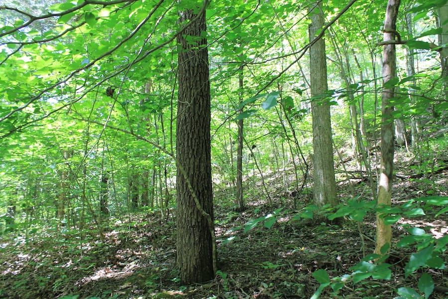 Cumberland Ridge Ranch Tract 12 photo 9