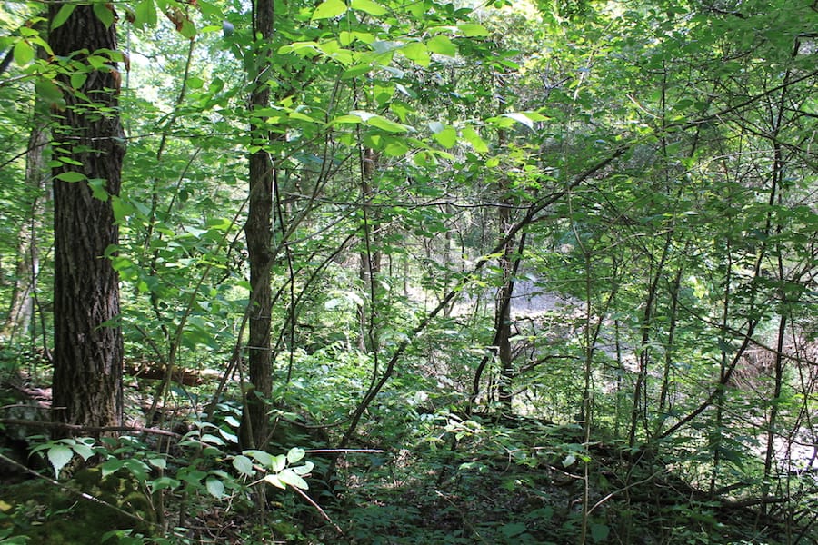 Cumberland Ridge Ranch Tract 12 photo 10