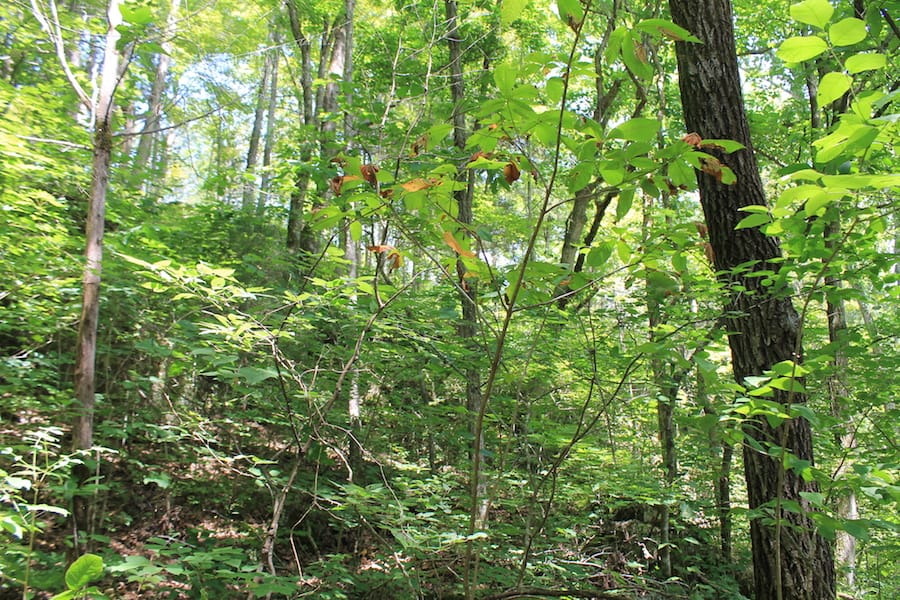 Cumberland Ridge Ranch Tract 12 photo 12