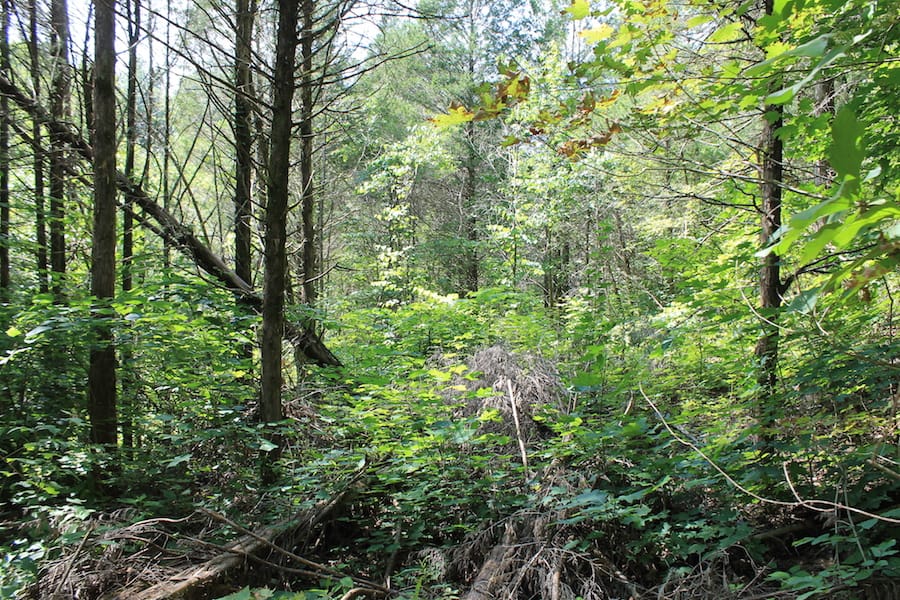 Cumberland Ridge Ranch Tract 12 photo 14