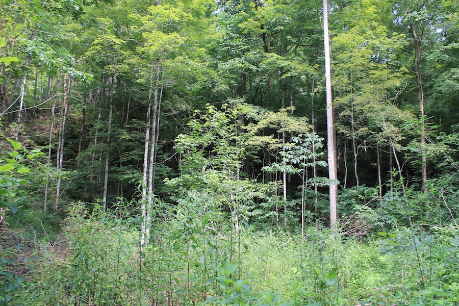 Cumberland Ridge Ranch Tract 12 photo 16