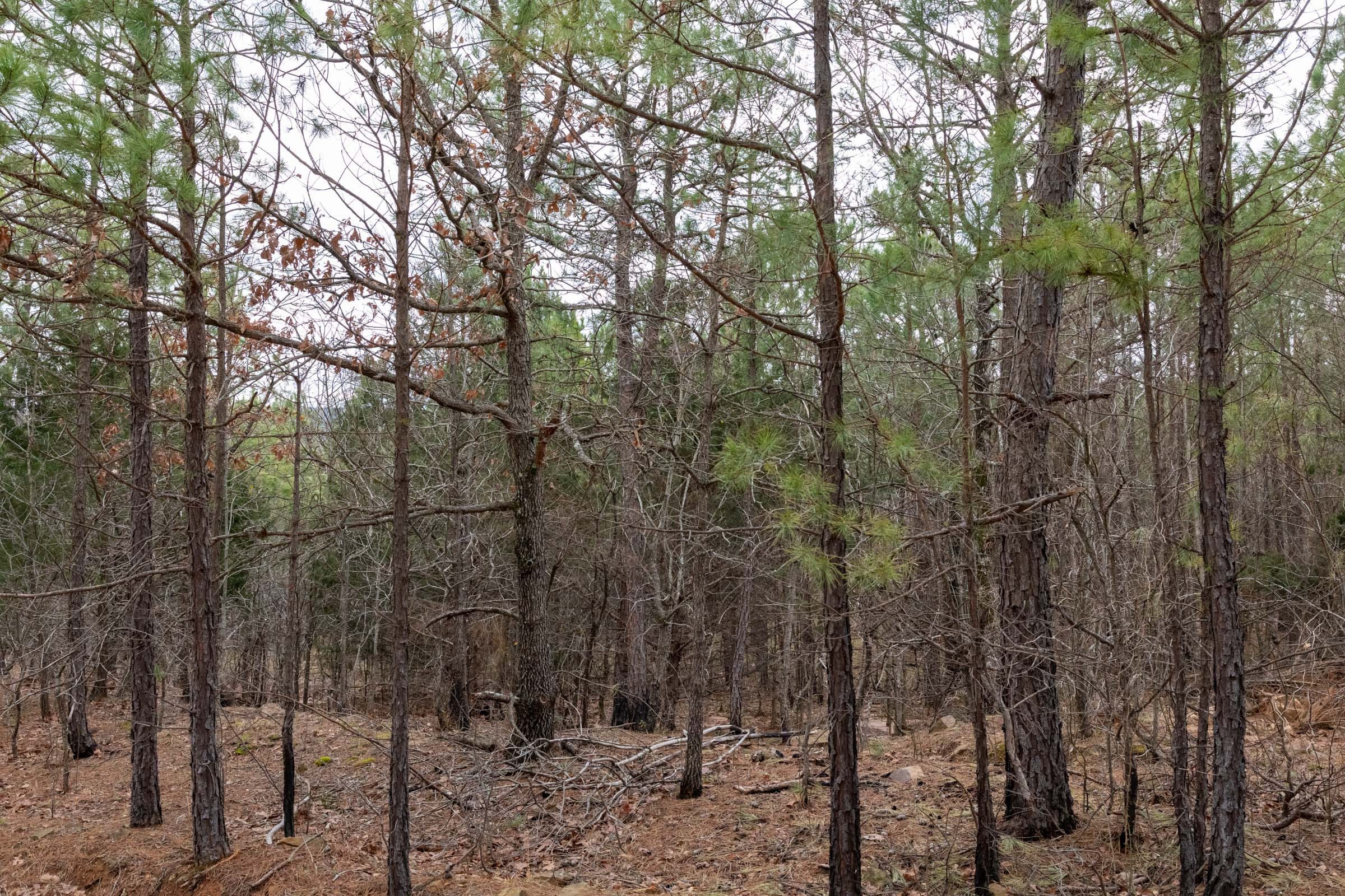 Stone Bridge Phase III Tract 195 photo 10