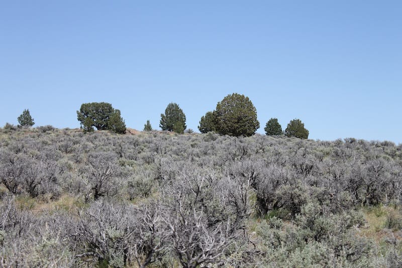 Moon Valley Ranch Tract 331 photo 5