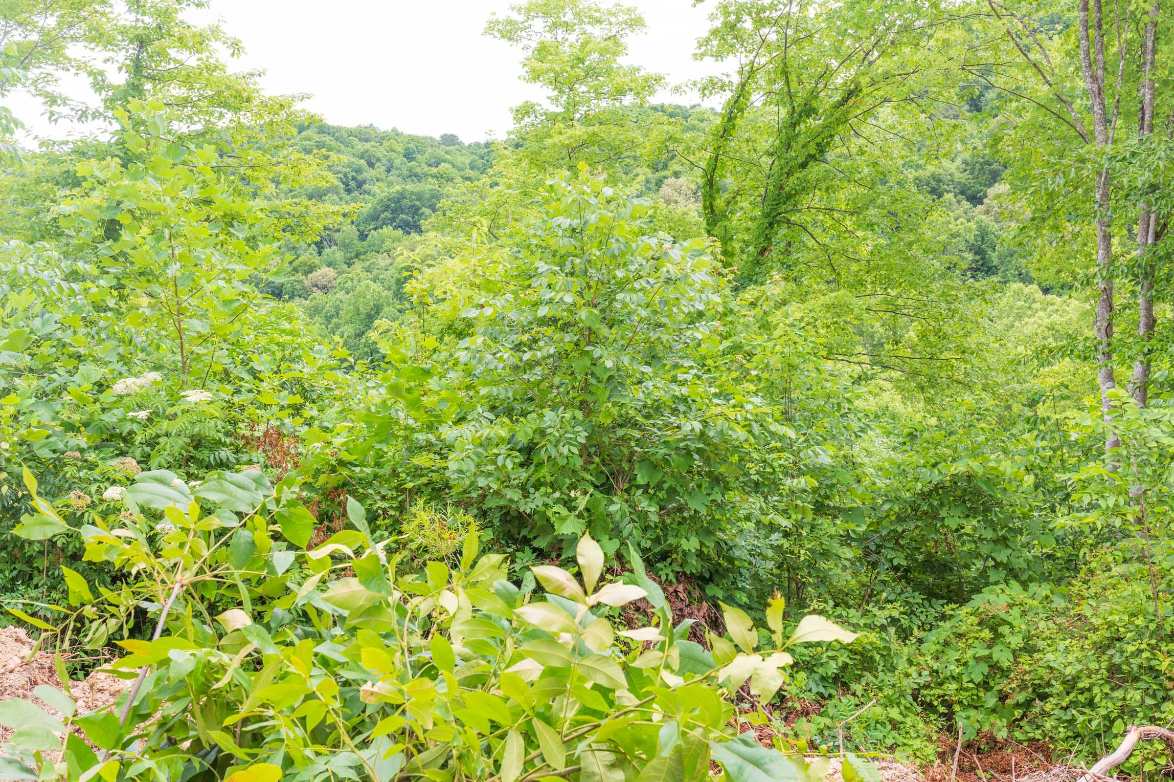 River’s Edge Tract 9 photo 5
