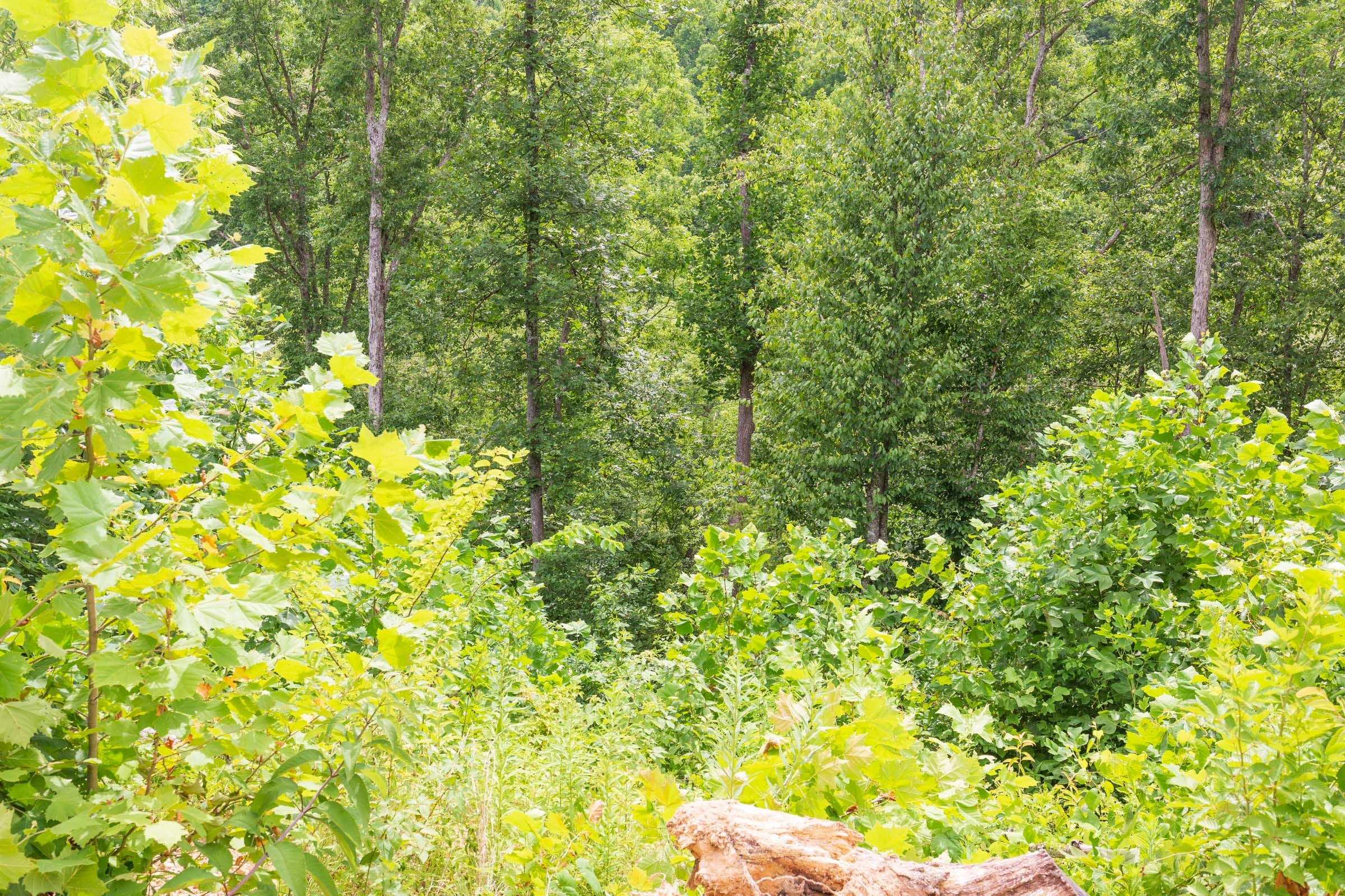 River’s Edge Tract 9 photo 6