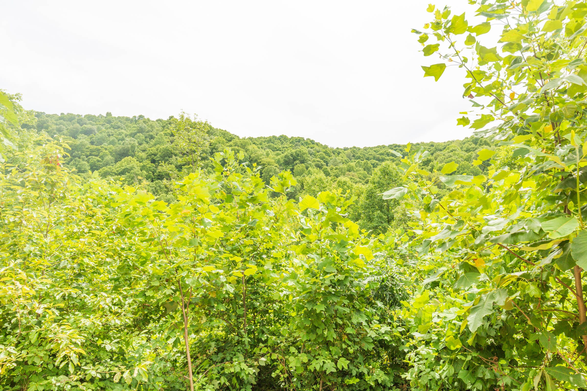 River’s Edge Tract 9 photo 15
