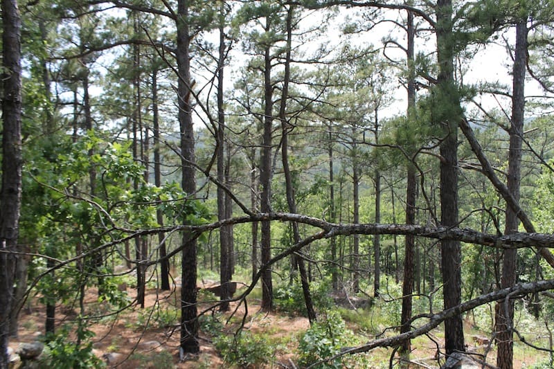 Indian Ridge – Phase II Tract 76 photo 4