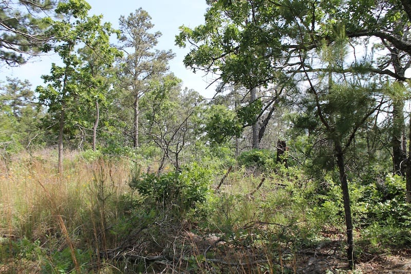 Indian Ridge – Phase II Tract 76 photo 9