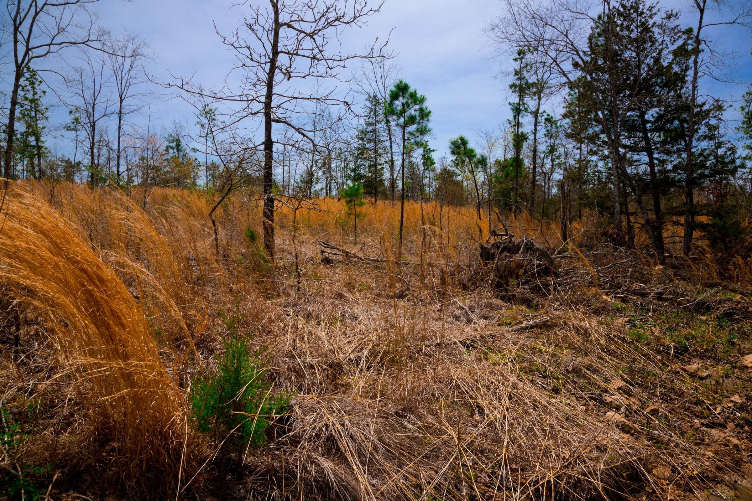 Stone Creek Phase II Tract 209 photo 7