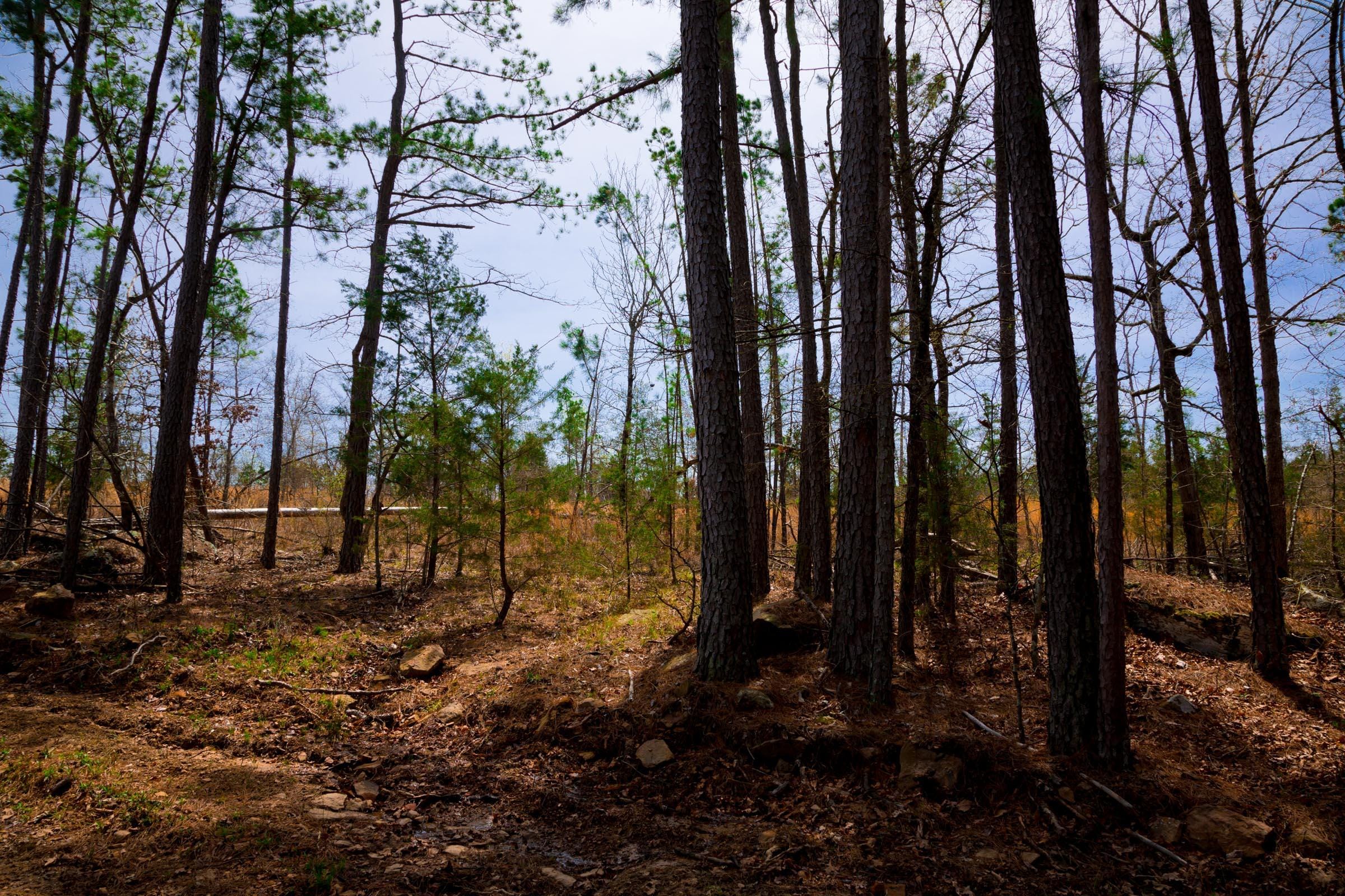 Stone Creek Phase II Tract 209 photo 11