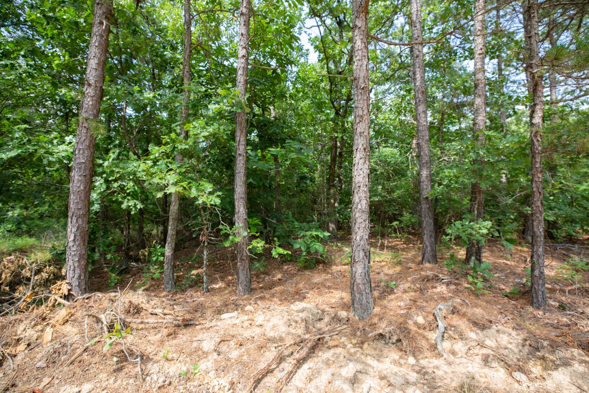 Eagle’s Nest Tract 44 photo 2