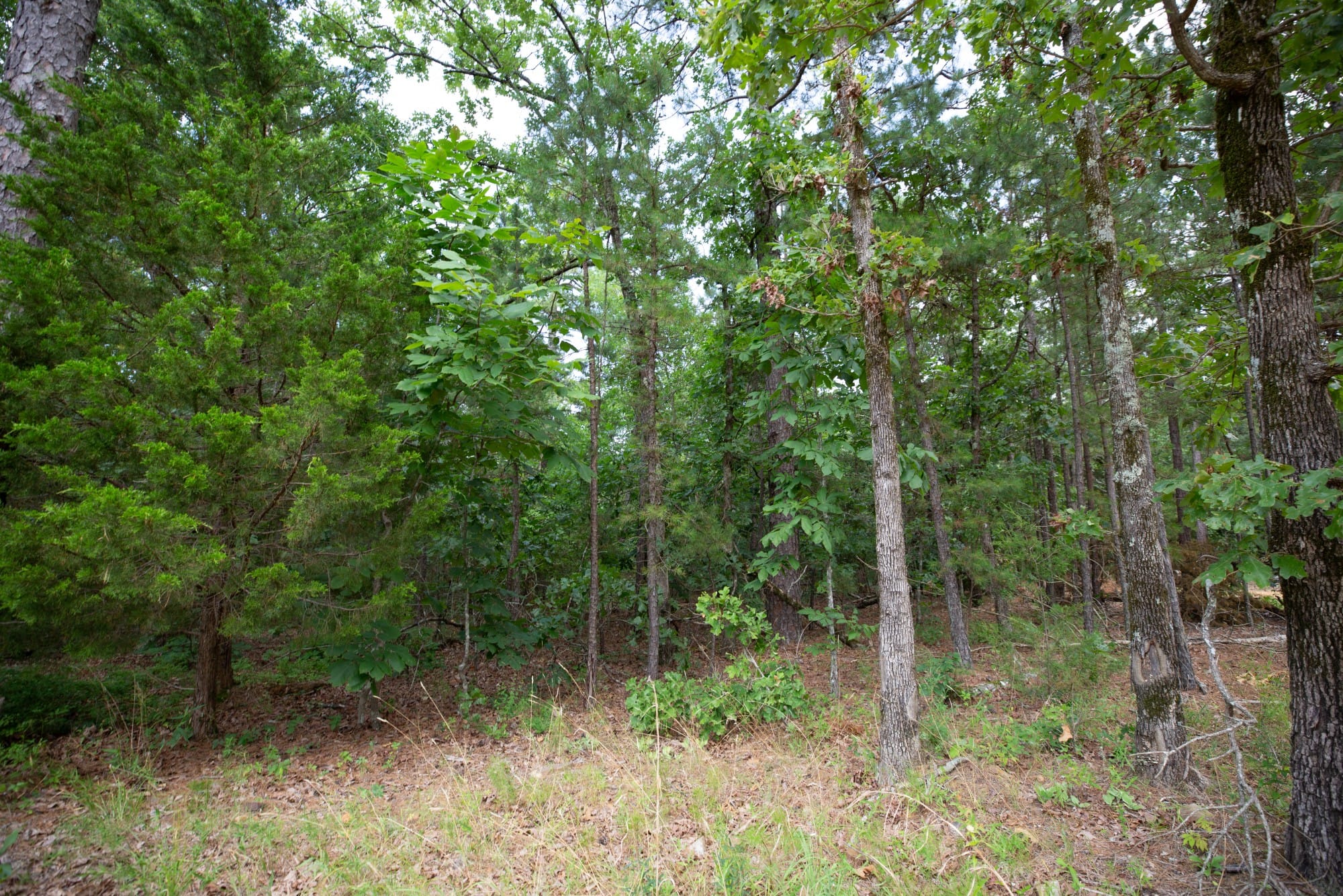 Eagle’s Nest Tract 44 photo 3