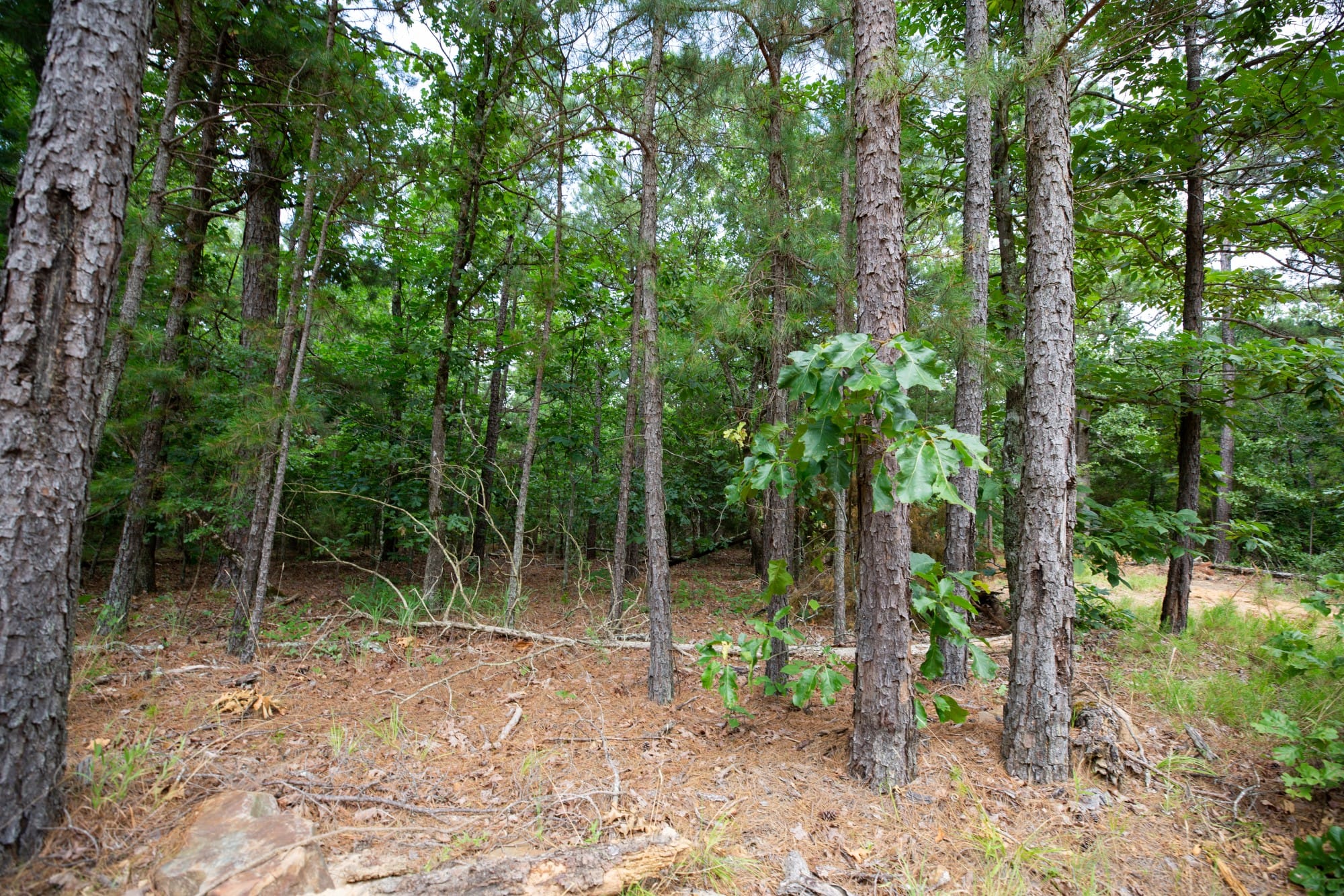 Eagle’s Nest Tract 44 photo 5