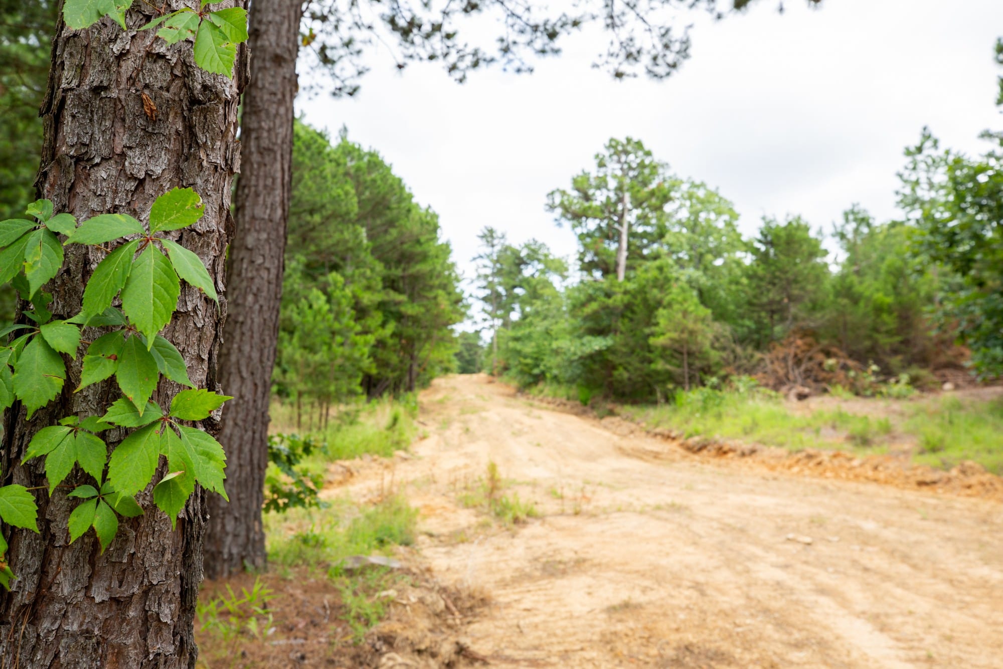 Eagle’s Nest Tract 44 photo 13