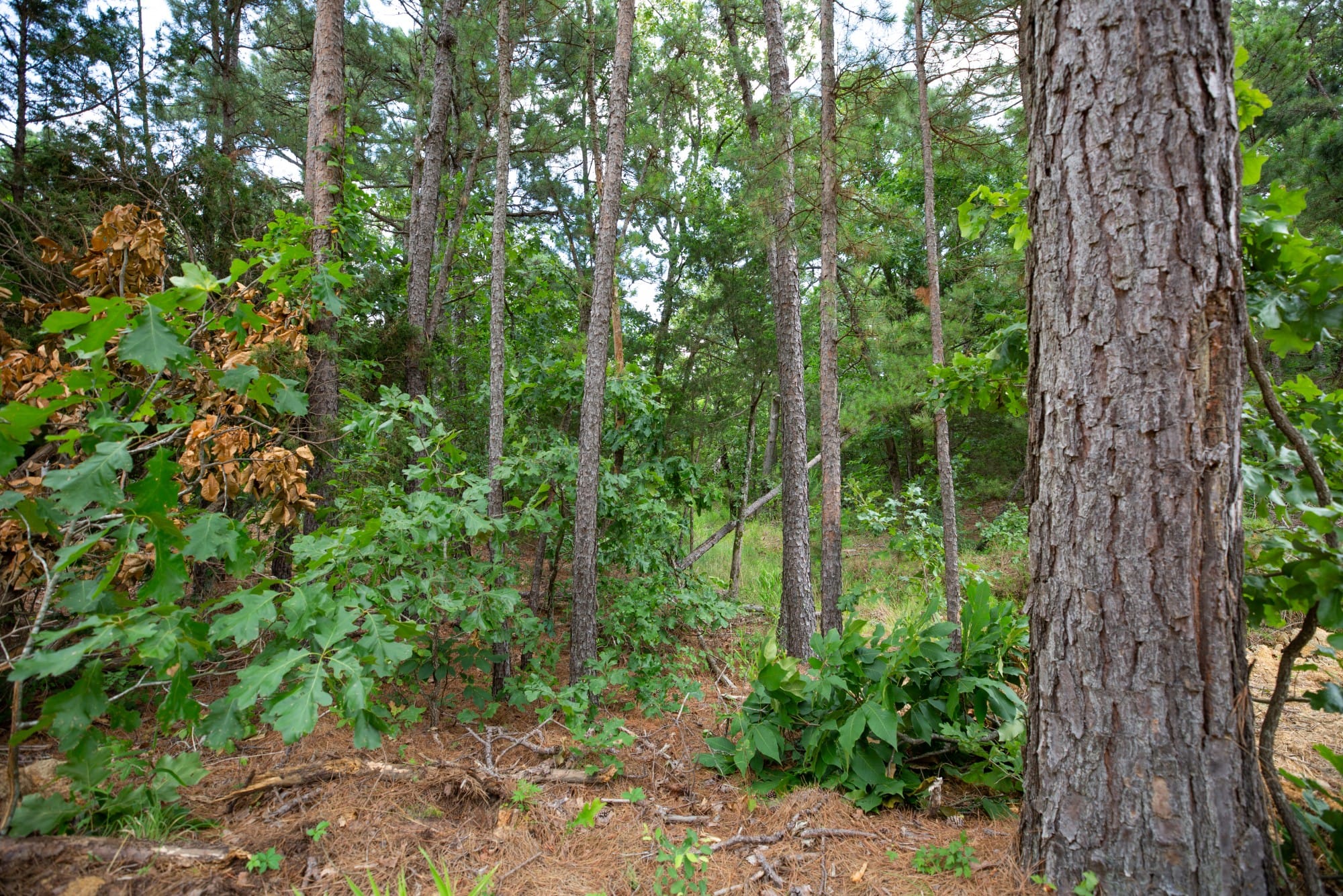 Eagle’s Nest Tract 44 photo 8